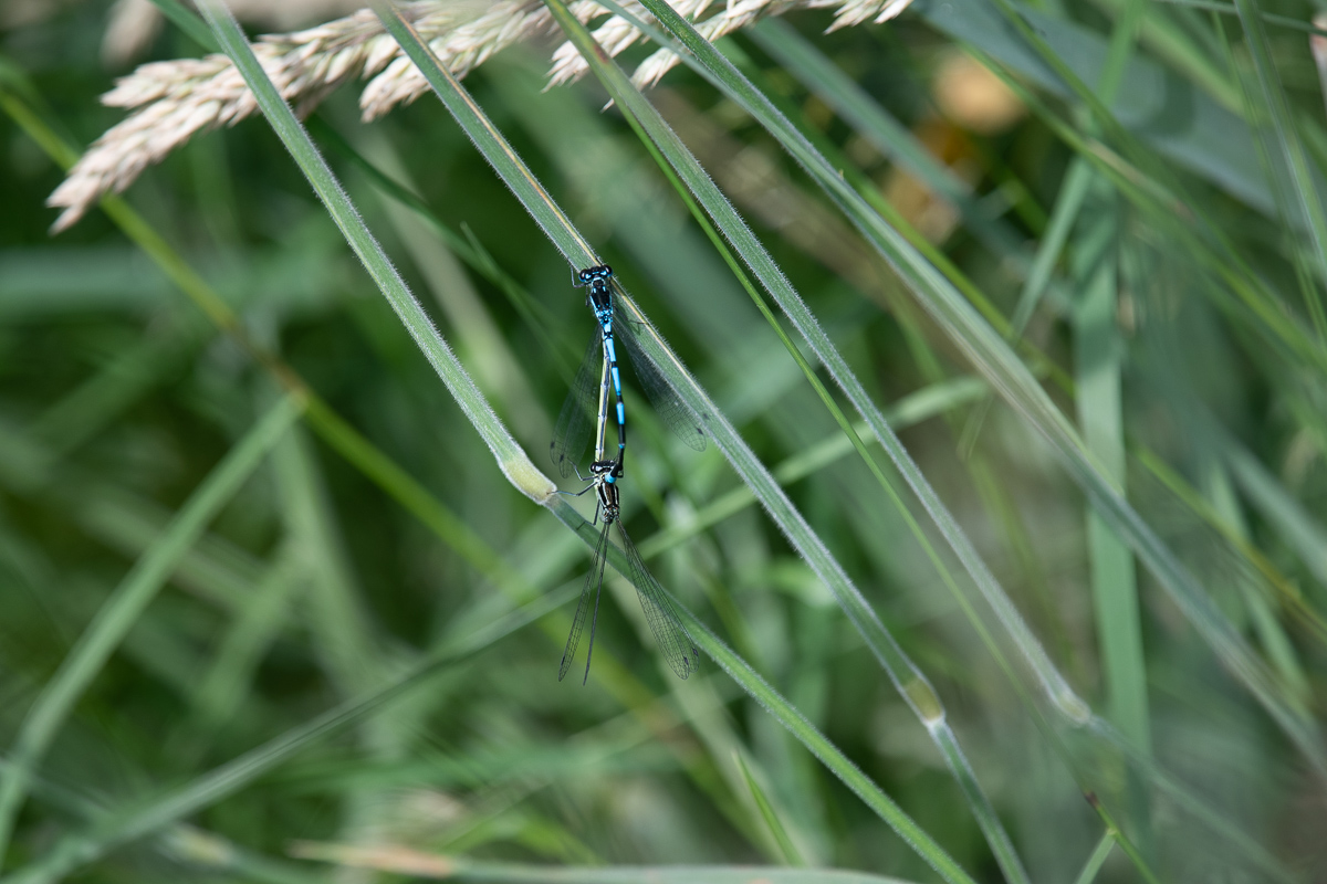 Variabele Waterjuffer